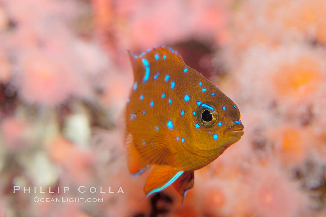 Juvenile garibaldi displaying distinctive blue spots. California, USA, Hypsypops rubicundus, natural history stock photograph, photo id 09401