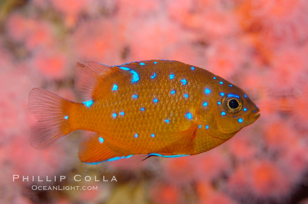 Juvenile garibaldi displaying distinctive blue spots. California, USA, Hypsypops rubicundus, natural history stock photograph, photo id 09405