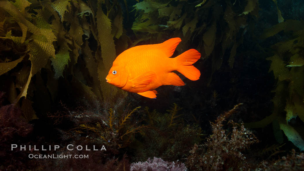 Garibaldi fish on kelp forest reef, underwater. San Clemente Island, California, USA, Hypsypops rubicundus, natural history stock photograph, photo id 25425