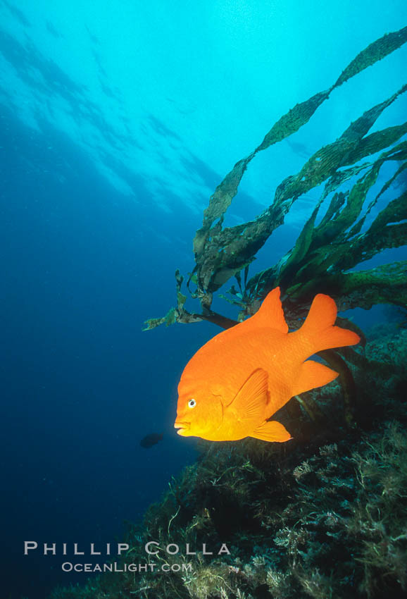 Garibaldi. Catalina Island, California, USA, Hypsypops rubicundus, natural history stock photograph, photo id 02506