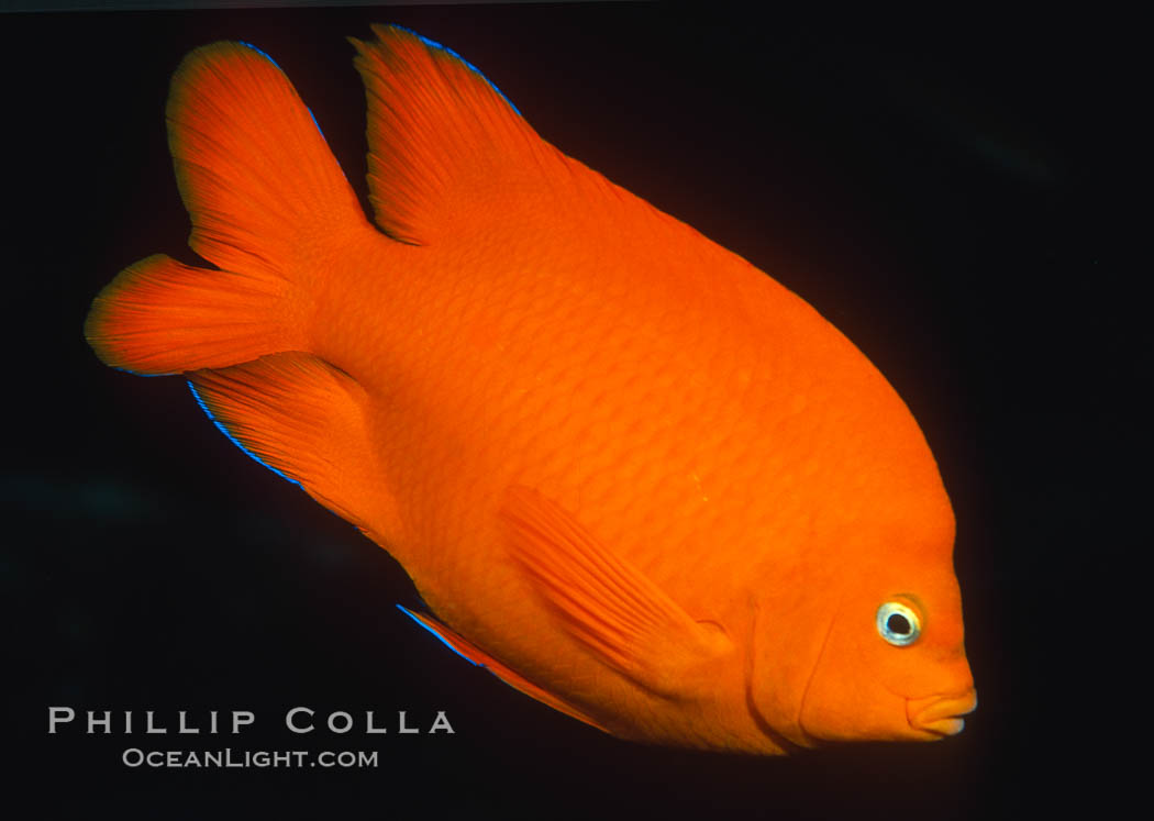 Garibaldi with a tiny bit of juvenile blue coloration. California, USA, Hypsypops rubicundus, natural history stock photograph, photo id 02514