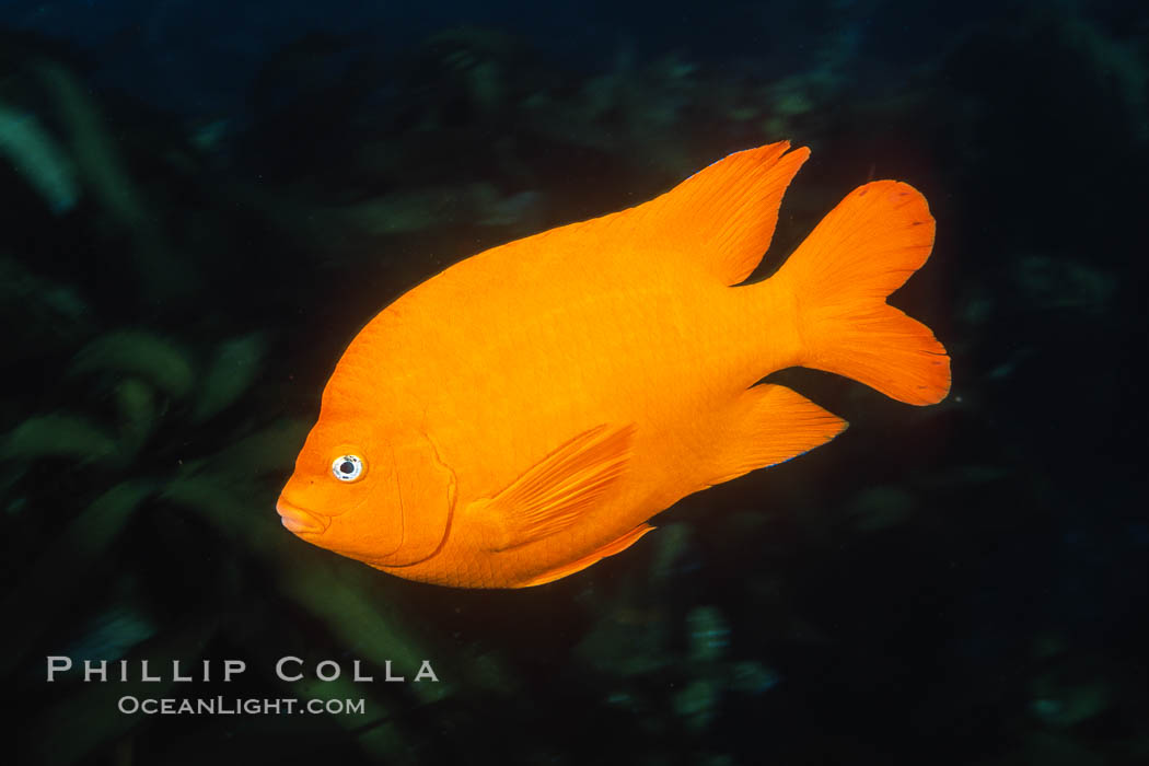 Garibaldi. Catalina Island, California, USA, Hypsypops rubicundus, natural history stock photograph, photo id 03438