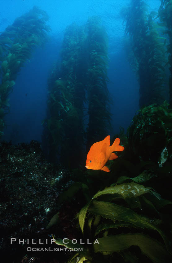Garibaldi in kelp forest. San Clemente Island, California, USA, Hypsypops rubicundus, Macrocystis pyrifera, natural history stock photograph, photo id 03814