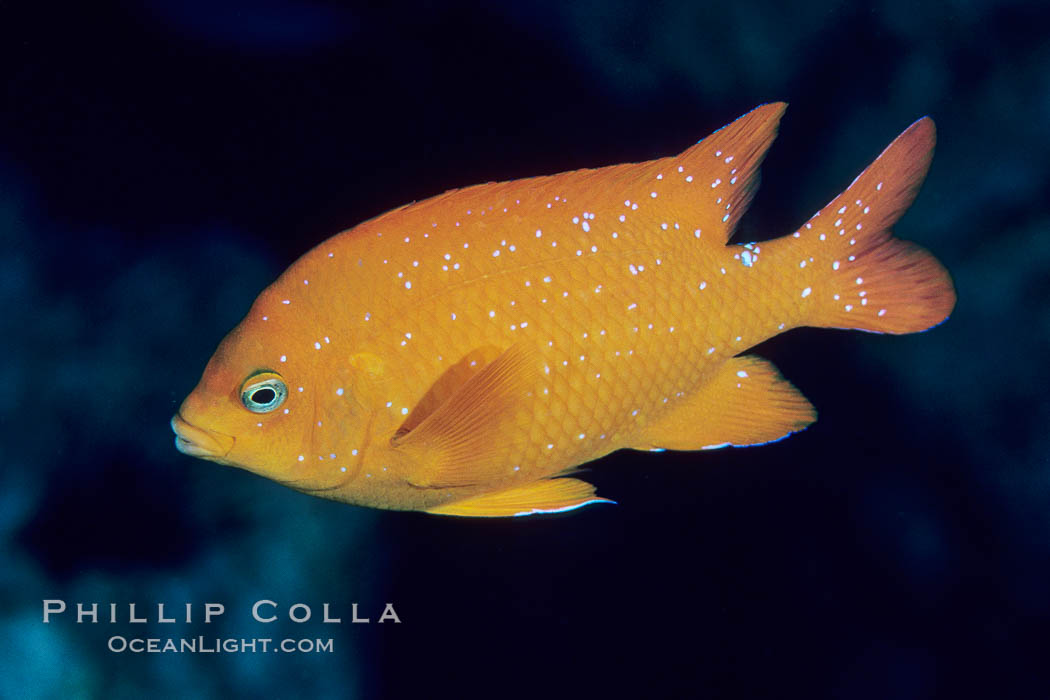 Garibaldi. San Clemente Island, California, USA, Hypsypops rubicundus, natural history stock photograph, photo id 04618