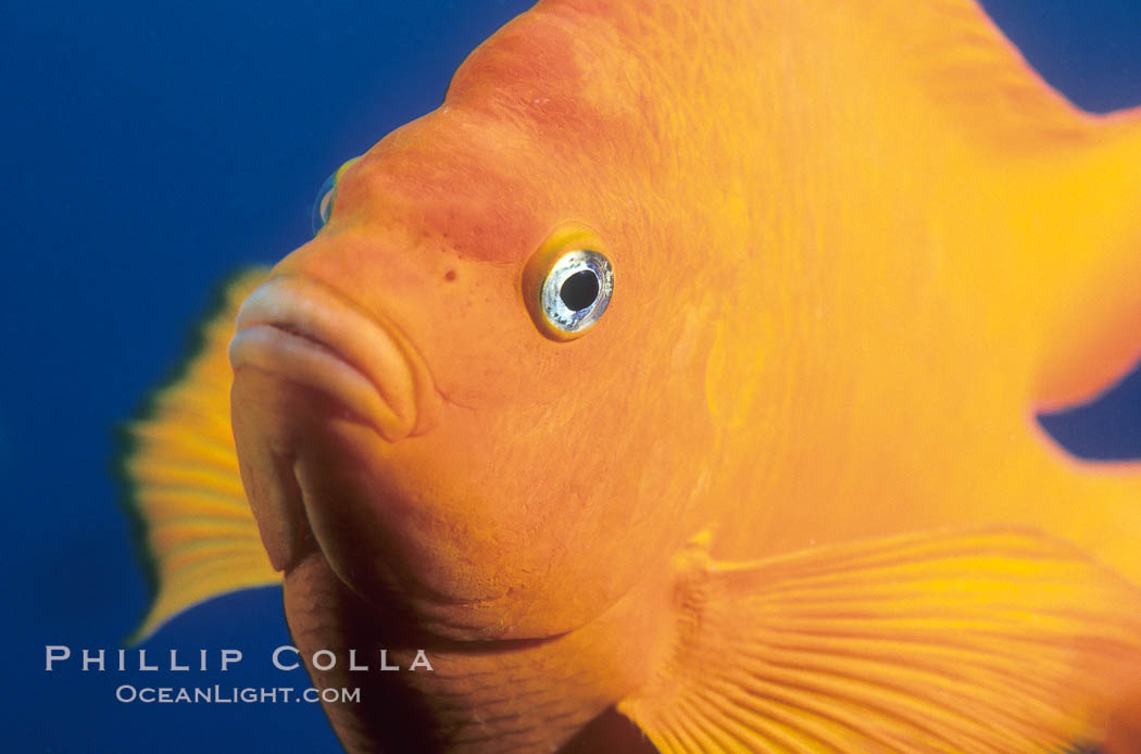 The bright orange garibaldi fish, California's state marine fish, is also clownlike in appearance. USA, Hypsypops rubicundus, natural history stock photograph, photo id 02416