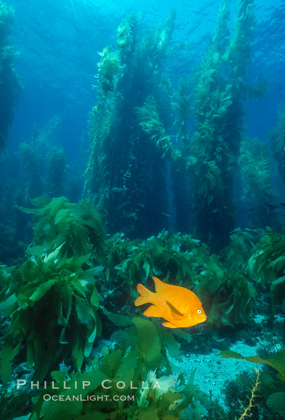 Garibaldi and kelp forest. San Clemente Island, California, USA, Hypsypops rubicundus, Macrocystis pyrifera, natural history stock photograph, photo id 02508