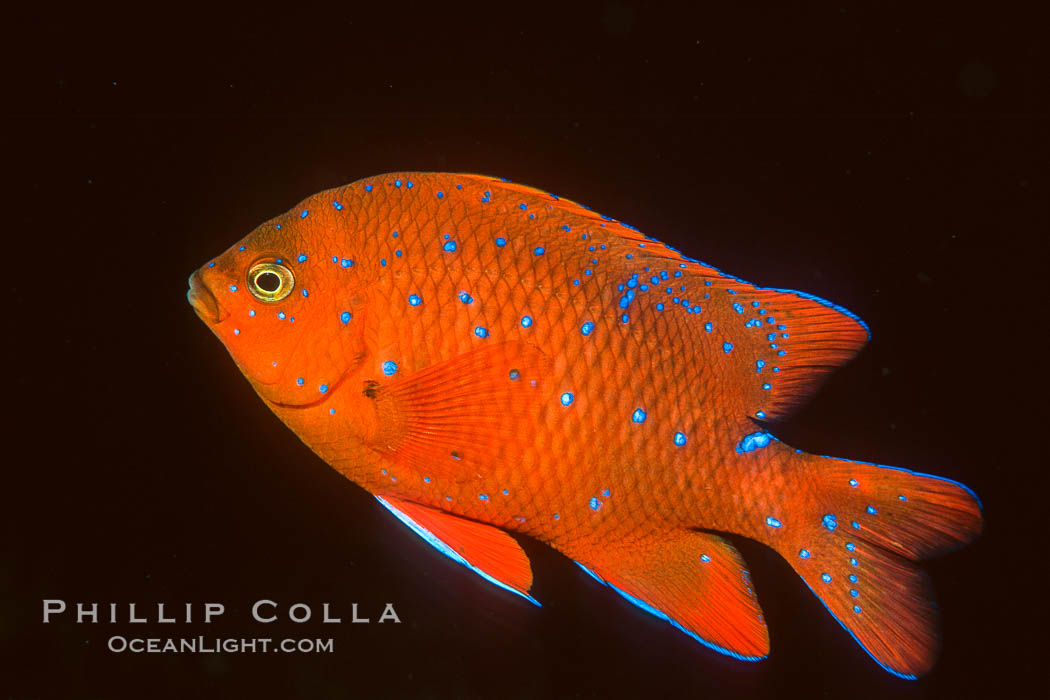 Juvenile Garibaldi, vibrant spots distinguish it from pure orange adult form, Coronado Islands. Coronado Islands (Islas Coronado), Baja California, Mexico, Hypsypops rubicundus, natural history stock photograph, photo id 02512