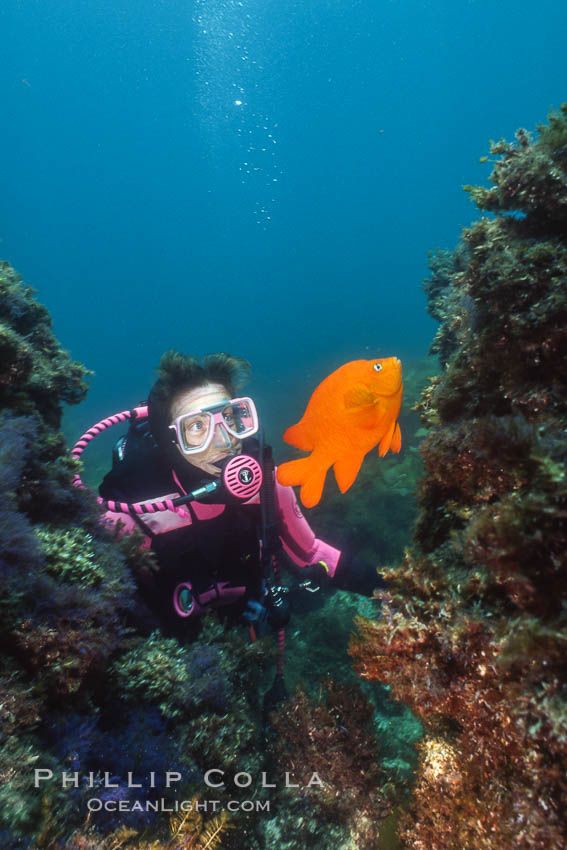 Diver and garibaldi. Catalina Island, California, USA, Hypsypops rubicundus, natural history stock photograph, photo id 02984