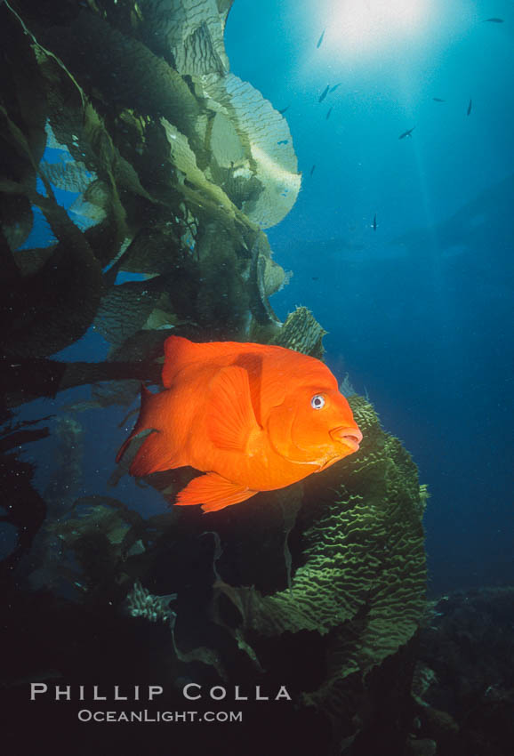 Garibaldi, southern California. USA, Hypsypops rubicundus, natural history stock photograph, photo id 02415