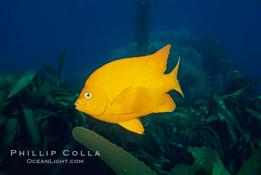 Garibaldi. Catalina Island, California, USA, Hypsypops rubicundus, natural history stock photograph, photo id 03439