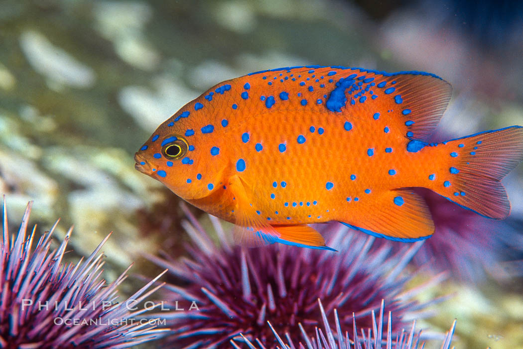 Juvenile garibaldi and purple urchins, Coronado Islands. Coronado Islands (Islas Coronado), Baja California, Mexico, Hypsypops rubicundus, Strongylocentrotus purpuratus, natural history stock photograph, photo id 02513