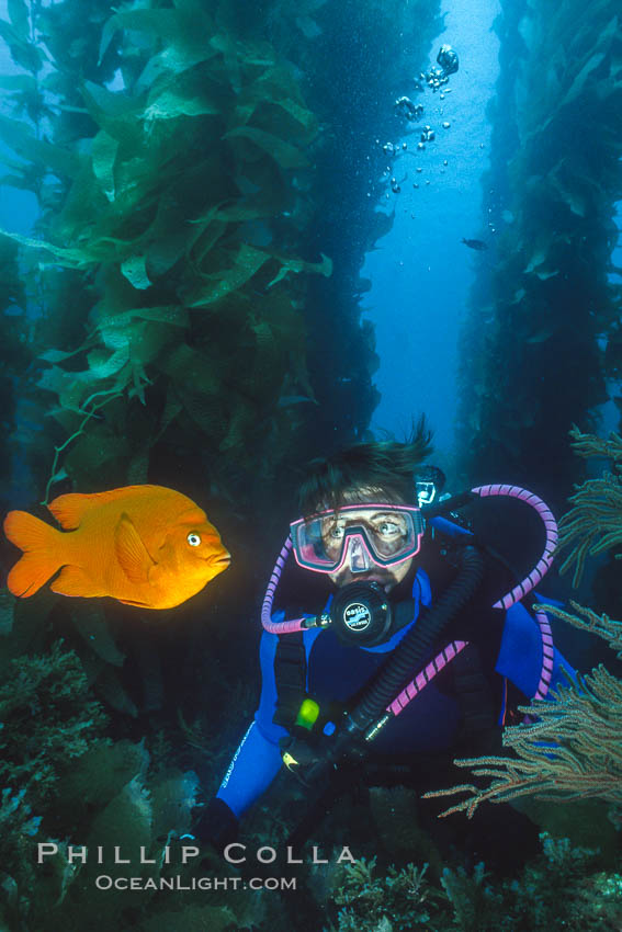 Diver and garibaldi. Catalina Island, California, USA, Hypsypops rubicundus, natural history stock photograph, photo id 02985