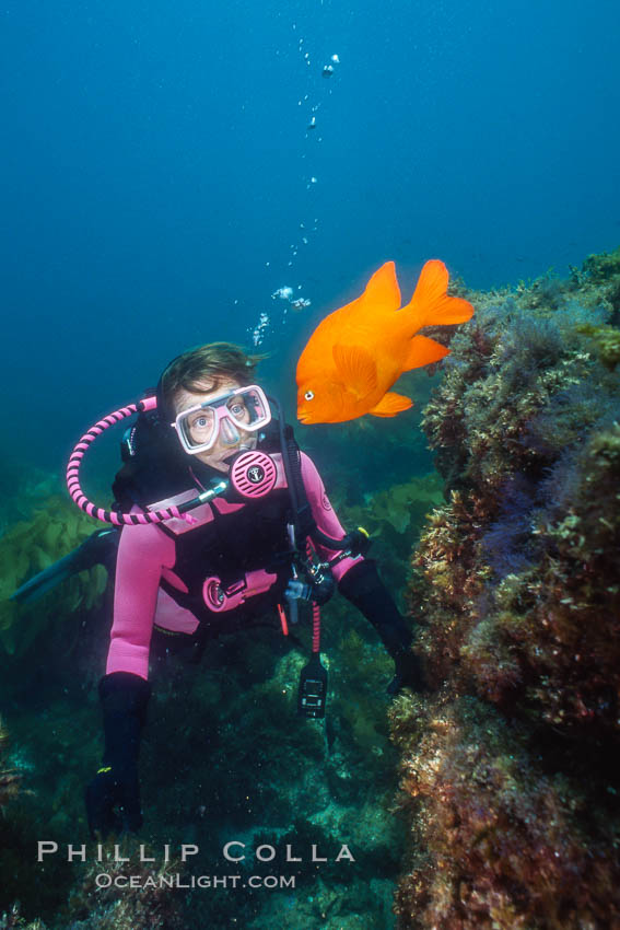 Diver and garibaldi. Catalina Island, California, USA, Hypsypops rubicundus, natural history stock photograph, photo id 02989