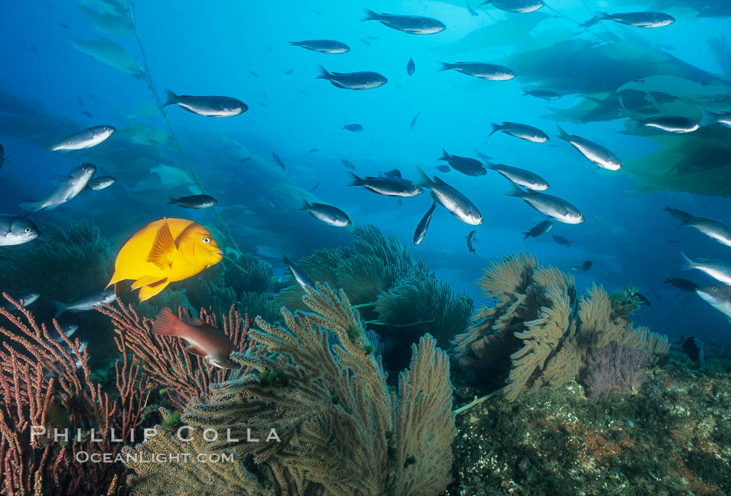 Garibaldi and gorgonian. Catalina Island, California, USA, Hypsypops rubicundus, natural history stock photograph, photo id 04705