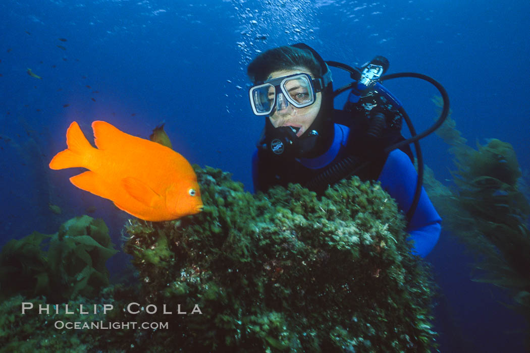 Diver and garibaldi. Catalina Island, California, USA, natural history stock photograph, photo id 05702