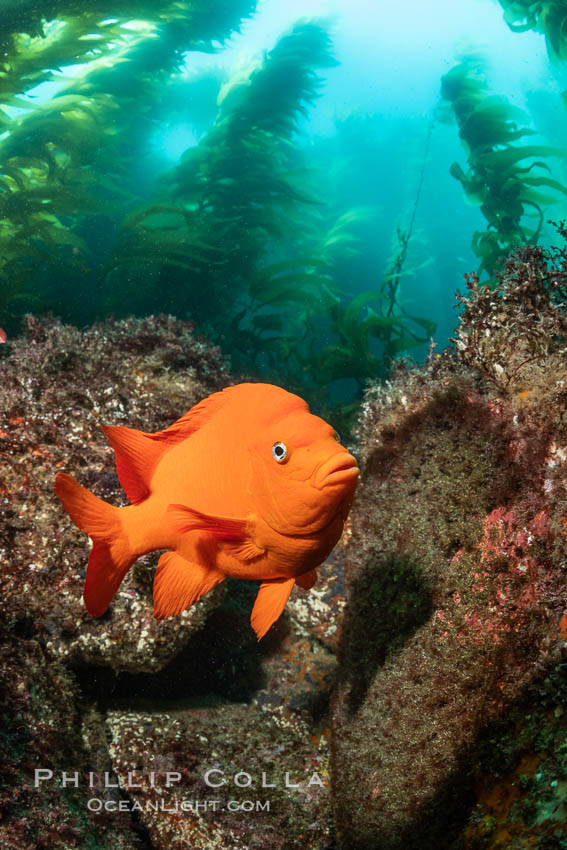 Image 37144, Garibaldi maintains a patch of algae (just in front of the fish) to entice a female to lay a clutch of eggs., Phillip Colla, all rights reserved worldwide. Keywords: algae, animal, animal in kelp, california, california baja california, catalina, catalina island, channel islands, creature, damselfish, environment, fish, forest, garibaldi, giant kelp, habitat, hypsypops rubicundus, indo pacific, island, kelp, kelp forest, landscape, macrocystis, macrocystis pyrifera, marine, marine algae, marine fish, marine plant, nature, ocean, oceans, outdoors, outside, pacific, pacific ocean, plant, scene, scenery, scenic, sea, seascape, seaweed, teleost fish, underwater, underwater landscape, usa, wildlife.