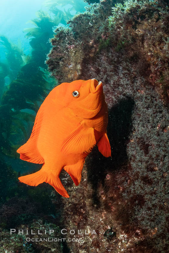 Garibaldi maintains a patch of algae (just in front of the fish) to entice a female to lay a clutch of eggs Garibaldi maintains a patch of algae (just in front of the fish) to entice a female to lay a clutch of eggs