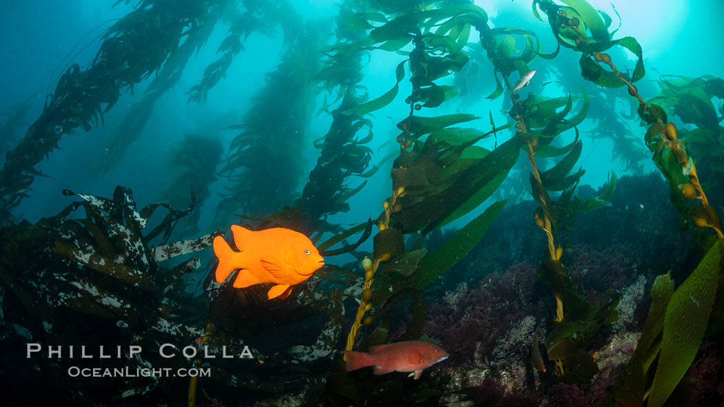 Garibaldi in kelp forest, near Eagle Rock, Catalina Island., natural history stock photograph, photo id 37136