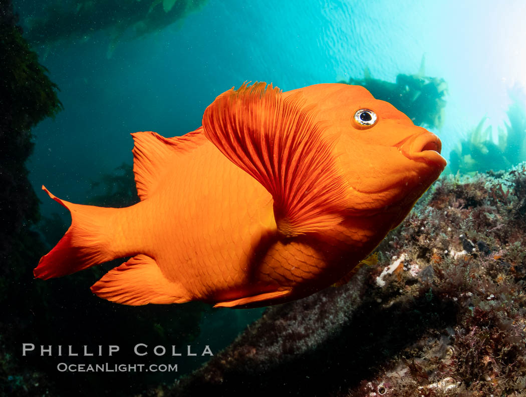 Garibaldi in kelp forest, Catalina Island Garibaldi in kelp forest, Catalina Island