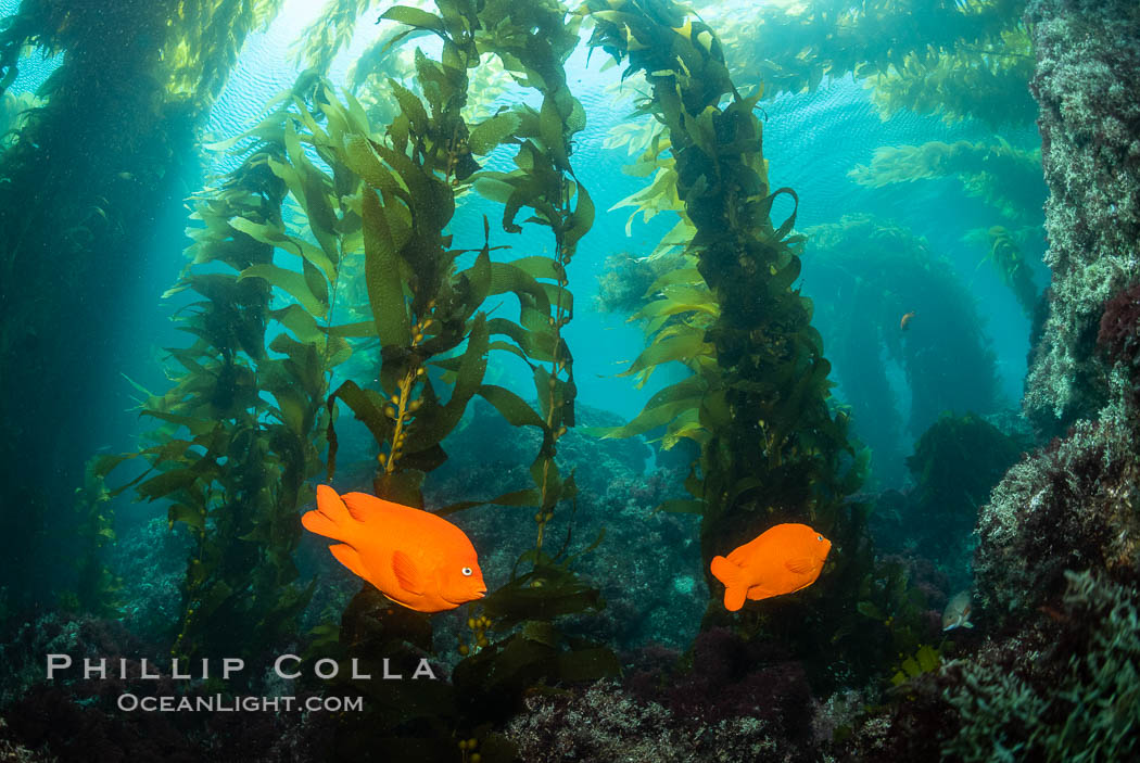 Garibaldi in kelp forest, Catalina Island., natural history stock photograph, photo id 37145