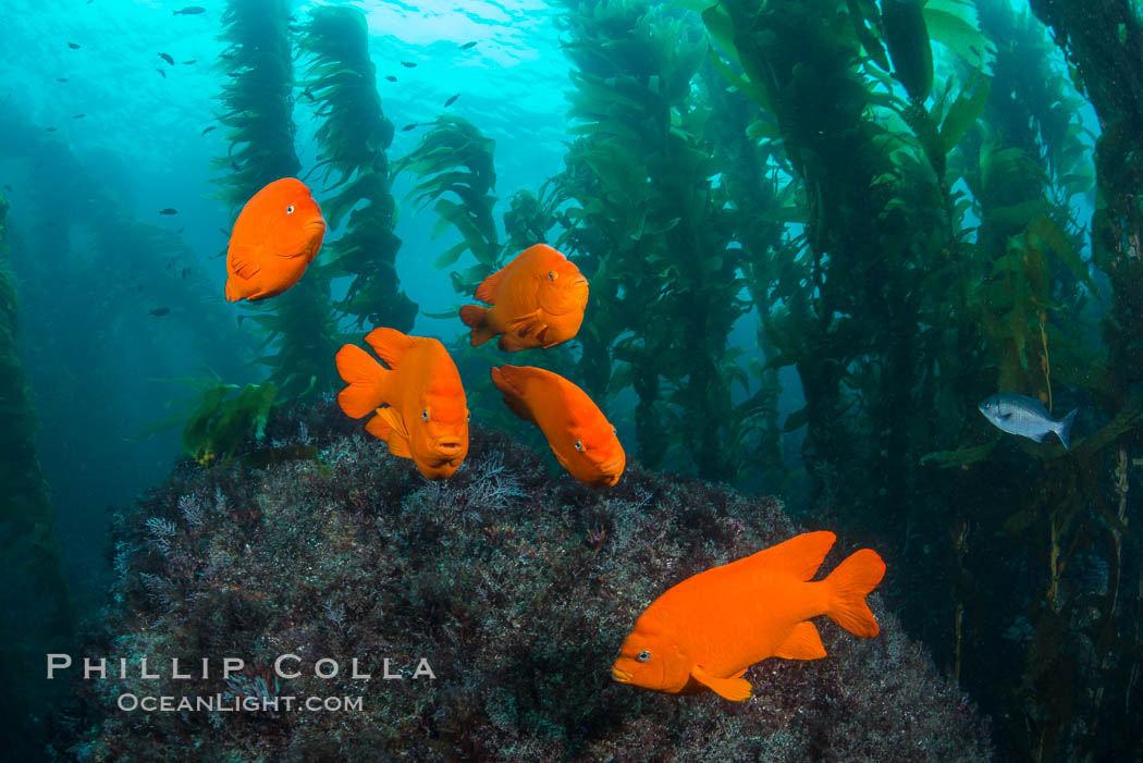 Garibaldi in kelp forest. Catalina Island, California, USA, natural history stock photograph, photo id 34175