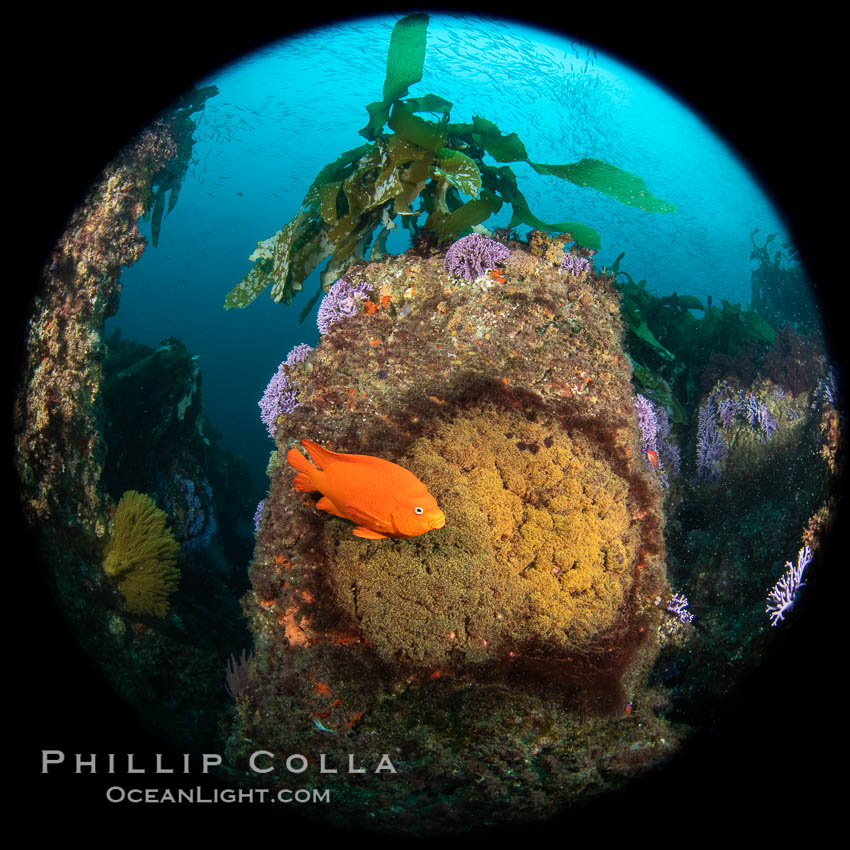 Garibaldi maintains a patch of orange algae (just in front of the fish) to entice a female to lay a clutch of eggs, Farnsworth Banks, Catalina Island Garibaldi maintains a patch of orange algae (just in front of the fish) to entice a female to lay a clutch of eggs, Farnsworth Banks, Catalina Island