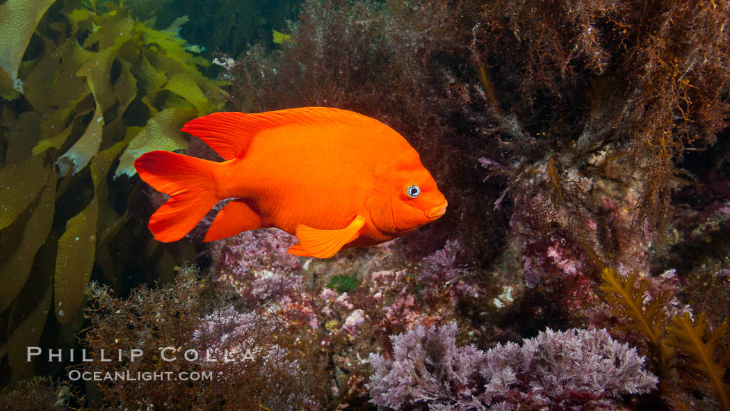 Garibaldi underwater. San Clemente Island, California, USA, Hypsypops rubicundus, natural history stock photograph, photo id 26404