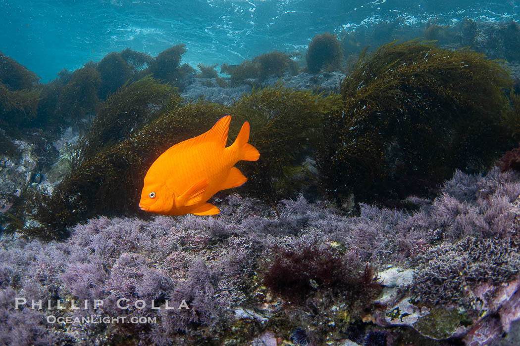 Garibaldi swimming over algae and reef, Coronado Islands, Mexico. Coronado Islands (Islas Coronado), Baja California, natural history stock photograph, photo id 38622