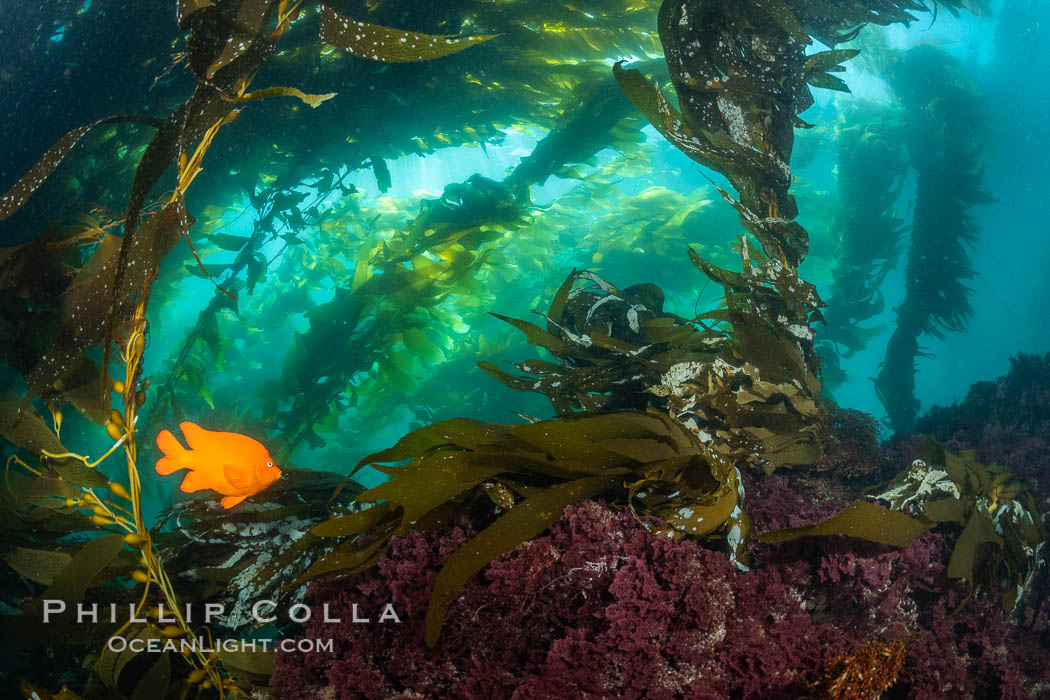 Garibaldi swims in the kelp forest, sunlight filters through towering giant kelp plants rising from the ocean bottom to the surface, underwater, Hypsypops rubicundus, San Clemente Island Garibaldi swims in the kelp forest, sunlight filters through towering giant kelp plants rising from the ocean bottom to the surface, underwater, Hypsypops rubicundus, San Clemente Island