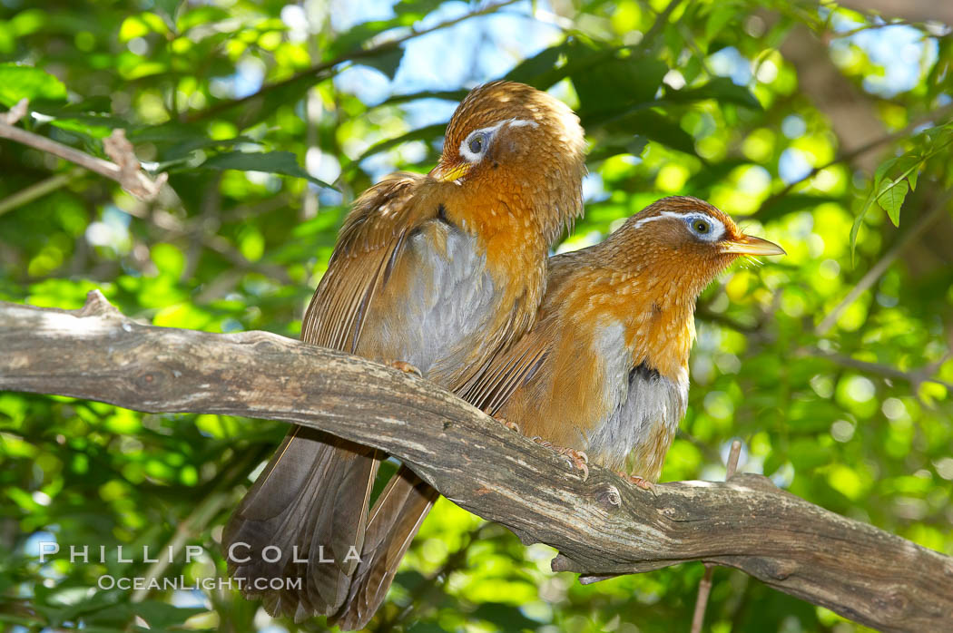 Hwamei, a bird native to China, Taiwan and Indochina., Garrulax canorus, natural history stock photograph, photo id 12760