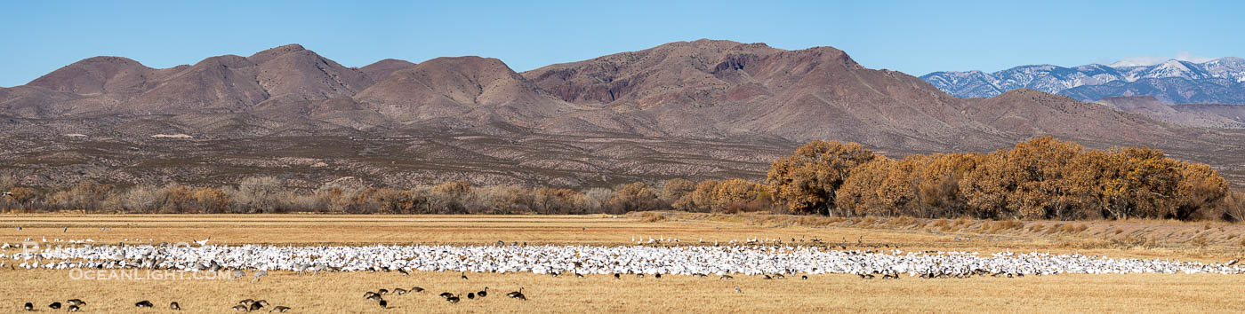 Geese and Cranes in Cornfield in Winter, Bosque Del Apache National Wildlife Refuge. Bosque del Apache National Wildlife Refuge, Socorro, New Mexico, USA, Grus canadensis, natural history stock photograph, photo id 39914