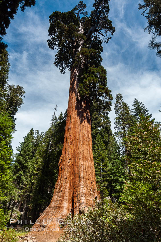 The General Grant Sequoia tree is the second-tallest living thing on earth, standing over 267 feet tall with a 40 diameter and 107 circumference at its base. It is estimated to be between 1500 and 2000 years old. The General Grant Sequoia is both the Nations Christmas tree and the only living National Shrine, memorializing veterans who served in the US armed forces. Grant Grove. Sequoia Kings Canyon National Park, California, USA, Sequoiadendron giganteum, natural history stock photograph, photo id 09864