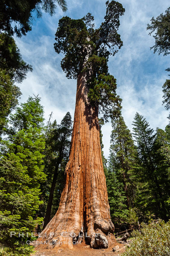 The General Grant Sequoia tree is the second-tallest living thing on earth, standing over 267 feet tall with a 40 diameter and 107 circumference at its base. It is estimated to be between 1500 and 2000 years old. The General Grant Sequoia is both the Nations Christmas tree and the only living National Shrine, memorializing veterans who served in the US armed forces. Grant Grove. Sequoia Kings Canyon National Park, California, USA, Sequoiadendron giganteum, natural history stock photograph, photo id 09868