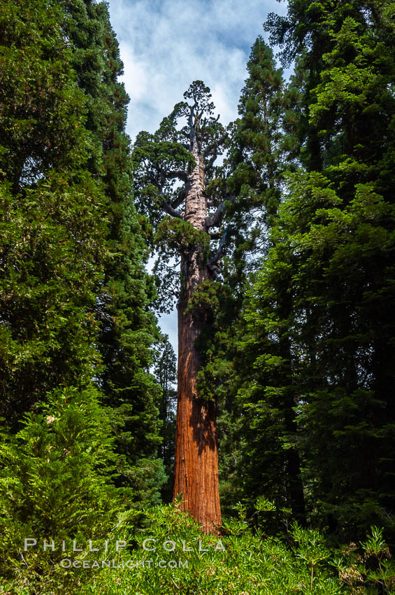 The General Grant Sequoia tree is the second-tallest living thing on earth, standing over 267 feet tall with a 40 diameter and 107 circumference at its base. It is estimated to be between 1500 and 2000 years old. The General Grant Sequoia is both the Nations Christmas tree and the only living National Shrine, memorializing veterans who served in the US armed forces. Grant Grove. Sequoia Kings Canyon National Park, California, USA, Sequoiadendron giganteum, natural history stock photograph, photo id 09865