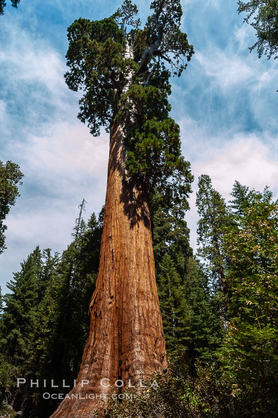 The General Grant Sequoia tree is the second-tallest living thing on earth, standing over 267 feet tall with a 40 diameter and 107 circumference at its base. It is estimated to be between 1500 and 2000 years old. The General Grant Sequoia is both the Nations Christmas tree and the only living National Shrine, memorializing veterans who served in the US armed forces. Grant Grove. Sequoia Kings Canyon National Park, California, USA, Sequoiadendron giganteum, natural history stock photograph, photo id 09869