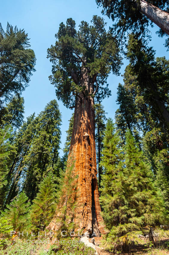 The General Sherman Sequoia tree is the largest (most massive) living thing on earth, standing over 275 feet tall with a 36 diameter and 102 circumference at its base. Its volume is over 53,000 cubic feet. It is estimated to be 2300 to 2700 years old. Giant Forest, Sequoia Kings Canyon National Park, California, USA, Sequoiadendron giganteum, natural history stock photograph, photo id 09871