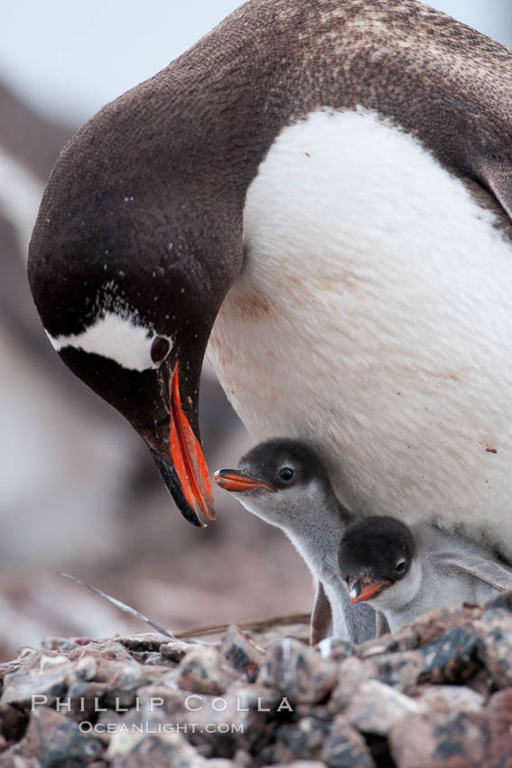 Gentoo penguin tending to its two chicks.  The nest is made of small stones. Cuverville Island, Antarctic Peninsula, Antarctica, Pygoscelis papua, natural history stock photograph, photo id 25506
