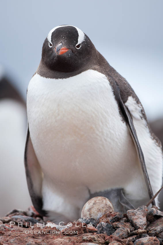 Gentoo penguin, with its egg on a nest of small stones. Cuverville Island, Antarctic Peninsula, Antarctica, Pygoscelis papua, natural history stock photograph, photo id 25510