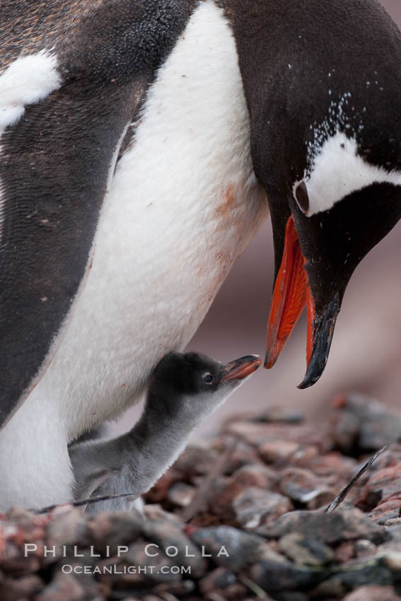 Gentoo penguin, adult tending to its single chick. Cuverville Island, Antarctic Peninsula, Antarctica, Pygoscelis papua, natural history stock photograph, photo id 25546