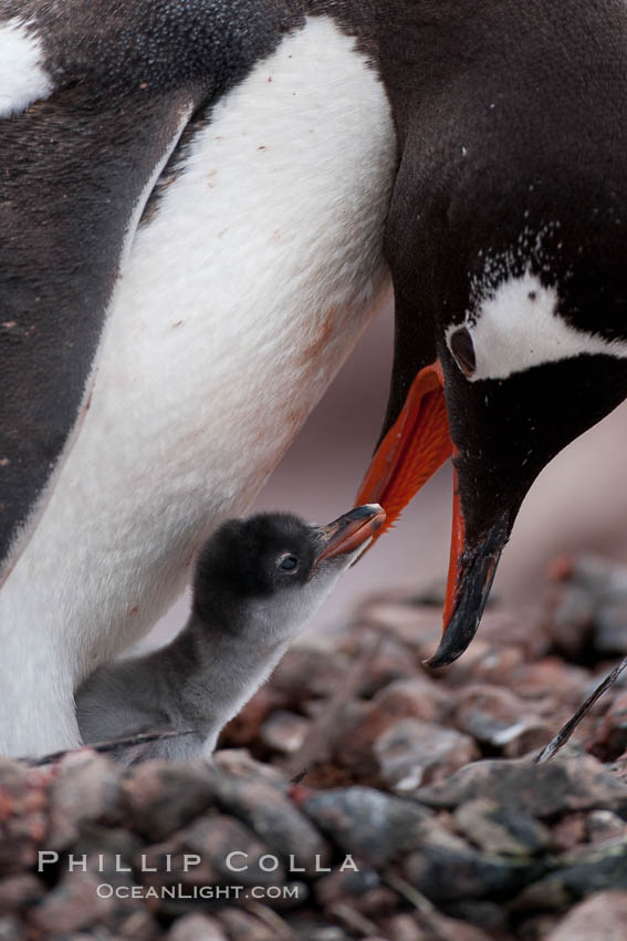Gentoo penguin, adult tending to its single chick. Cuverville Island, Antarctic Peninsula, Antarctica, Pygoscelis papua, natural history stock photograph, photo id 25508