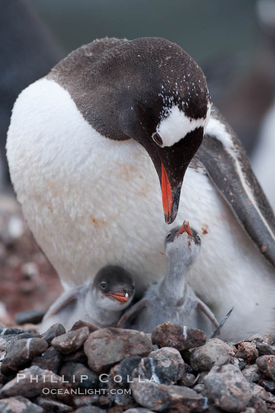 Gentoo penguin tending to its two chicks.  The nest is made of small stones. Cuverville Island, Antarctic Peninsula, Antarctica, Pygoscelis papua, natural history stock photograph, photo id 25512
