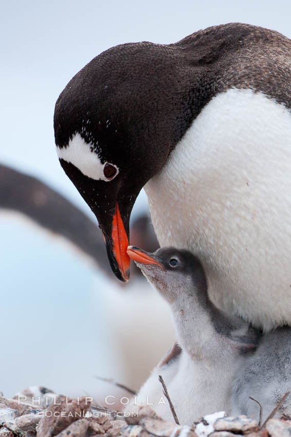 Gentoo penguin, adult tending to its two chicks, on a nest made of small stones.  The chicks will remain in the nest for about 30 days after hatching. Cuverville Island, Antarctic Peninsula, Antarctica, Pygoscelis papua, natural history stock photograph, photo id 25540