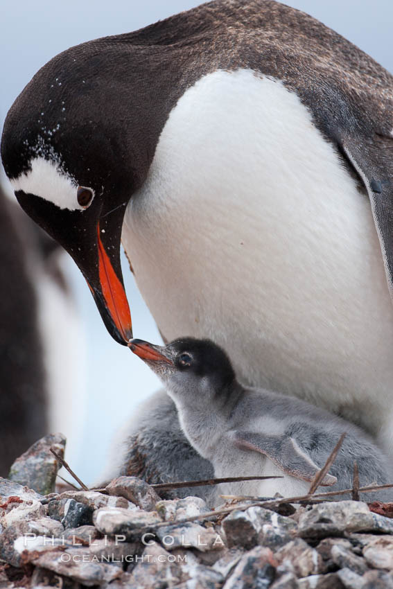 Gentoo penguin tending to its two chicks.  The nest is made of small stones. Cuverville Island, Antarctic Peninsula, Antarctica, Pygoscelis papua, natural history stock photograph, photo id 25545
