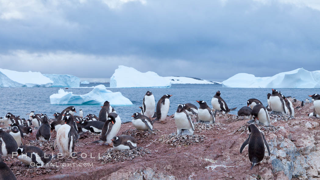 Gentoo penguin colony, Cuverville Island. Antarctic Peninsula, Antarctica, Pygoscelis papua, natural history stock photograph, photo id 25533