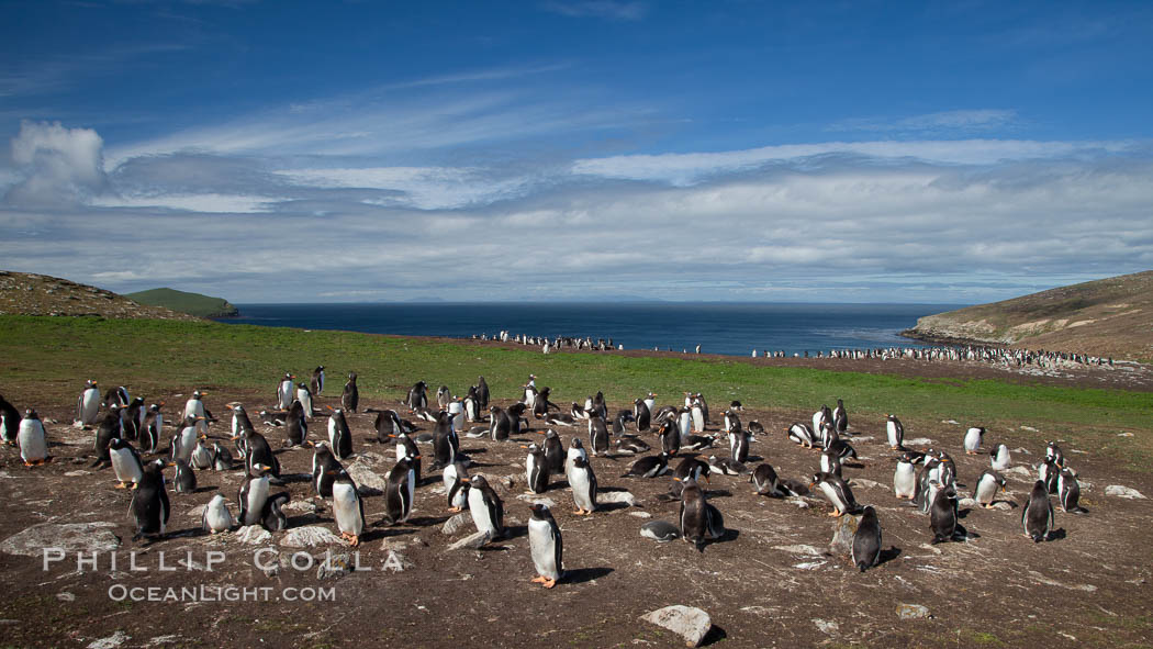 Gentoo penguin colony, set above and inland from the ocean on flat grasslands.  Individual nests are formed of small rocks collected by the penguins. New Island, Falkland Islands, United Kingdom, natural history stock photograph, photo id 23801