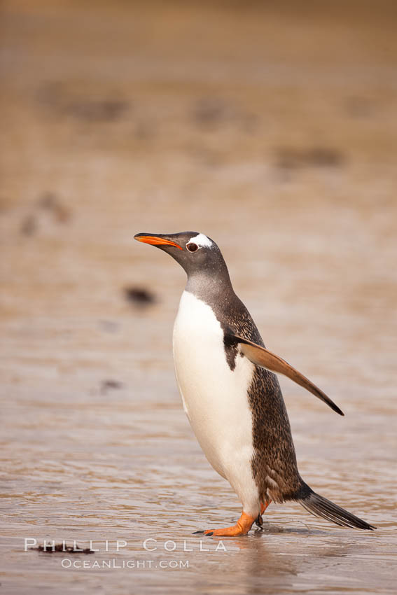 Gentoo penguin coming ashore, after foraging at sea, walking through ocean water as it wades onto a sand beach.  Adult gentoo penguins grow to be 30" and 19lb in size.  They feed on fish and crustaceans.  Gentoo penguins reside in colonies well inland from the ocean, often formed of a circular collection of stones gathered by the penguins. New Island, Falkland Islands, United Kingdom, Pygoscelis papua, natural history stock photograph, photo id 23834