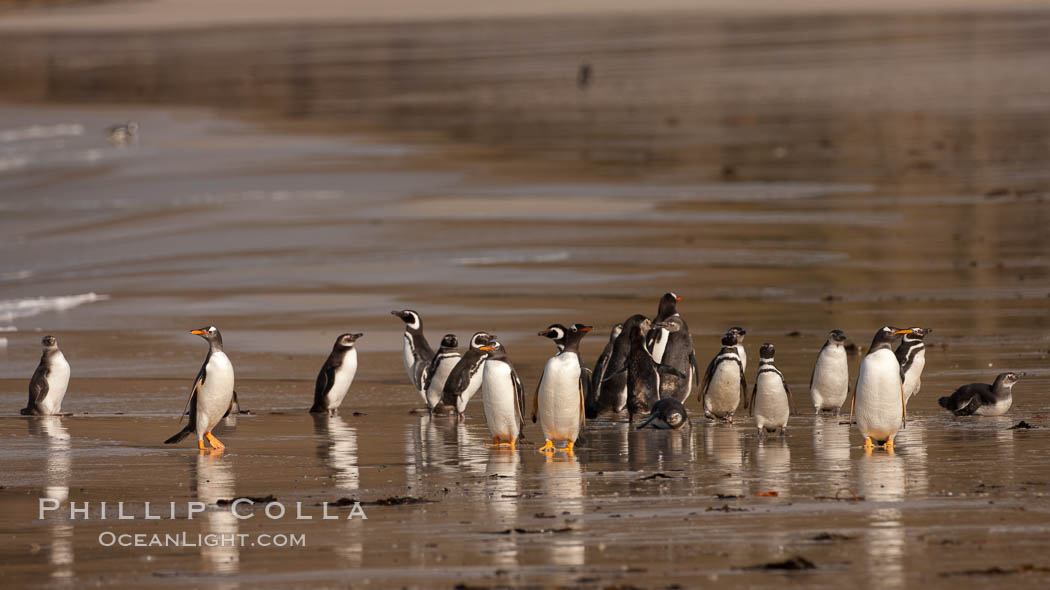 Gentoo penguin coming ashore, after foraging at sea, walking through ocean water as it wades onto a sand beach.  Adult gentoo penguins grow to be 30" and 19lb in size.  They feed on fish and crustaceans.  Gentoo penguins reside in colonies well inland from the ocean, often formed of a circular collection of stones gathered by the penguins. New Island, Falkland Islands, United Kingdom, Pygoscelis papua, natural history stock photograph, photo id 23870