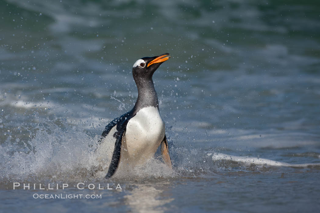 Gentoo penguin coming ashore, after foraging at sea, walking through ocean water as it wades onto a sand beach.  Adult gentoo penguins grow to be 30" and 19lb in size.  They feed on fish and crustaceans.  Gentoo penguins reside in colonies well inland from the ocean, often formed of a circular collection of stones gathered by the penguins. New Island, Falkland Islands, United Kingdom, Pygoscelis papua, natural history stock photograph, photo id 23828