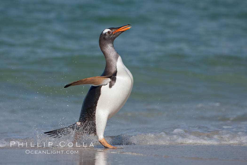 Gentoo penguin coming ashore, after foraging at sea, walking through ocean water as it wades onto a sand beach.  Adult gentoo penguins grow to be 30" and 19lb in size.  They feed on fish and crustaceans.  Gentoo penguins reside in colonies well inland from the ocean, often formed of a circular collection of stones gathered by the penguins. New Island, Falkland Islands, United Kingdom, Pygoscelis papua, natural history stock photograph, photo id 23832