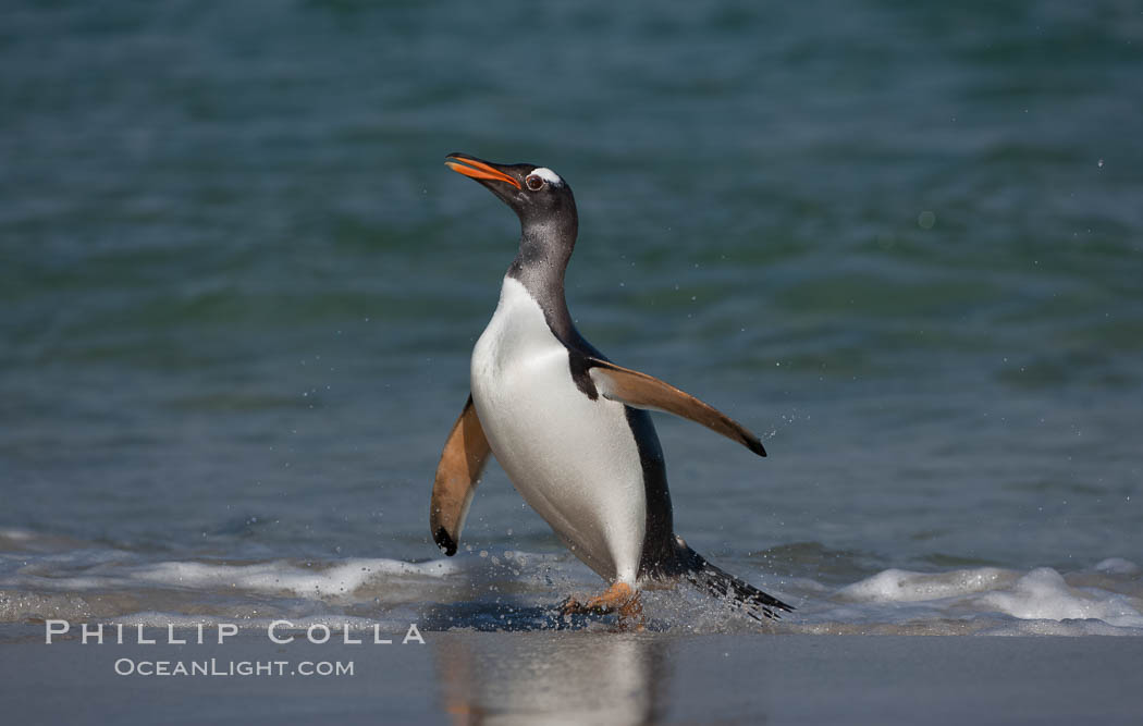 Gentoo penguin coming ashore, after foraging at sea, walking through ocean water as it wades onto a sand beach.  Adult gentoo penguins grow to be 30" and 19lb in size.  They feed on fish and crustaceans.  Gentoo penguins reside in colonies well inland from the ocean, often formed of a circular collection of stones gathered by the penguins. New Island, Falkland Islands, United Kingdom, Pygoscelis papua, natural history stock photograph, photo id 23836